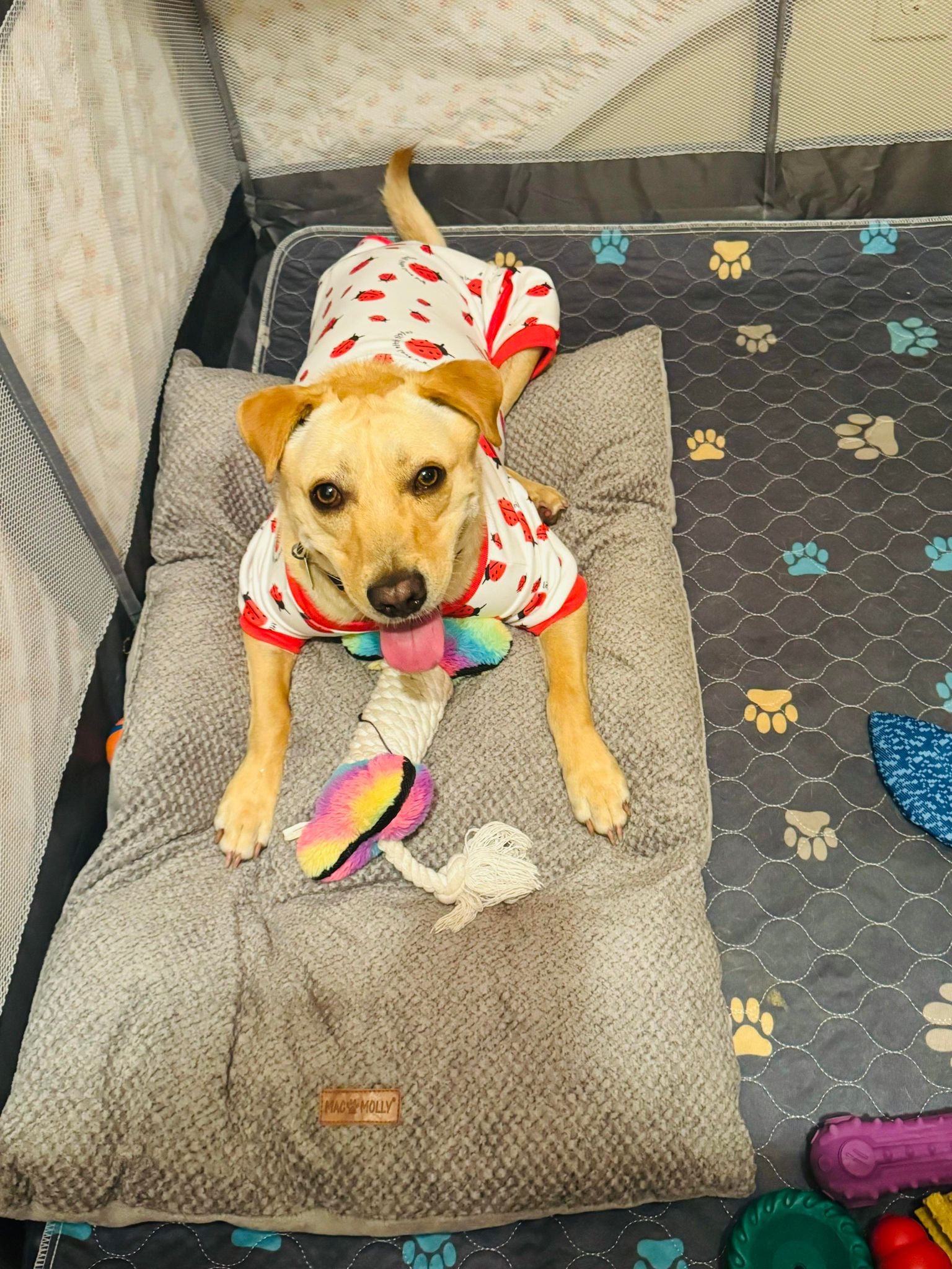 Enlarge Miracle "Hot Wheels", a Adoptable mixed breed in San Antonio, TX image 1/6