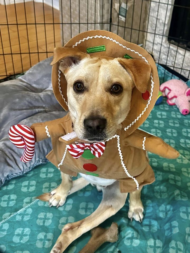 Enlarge Miracle "Hot Wheels", a Adoptable mixed breed in San Antonio, TX image 5/6