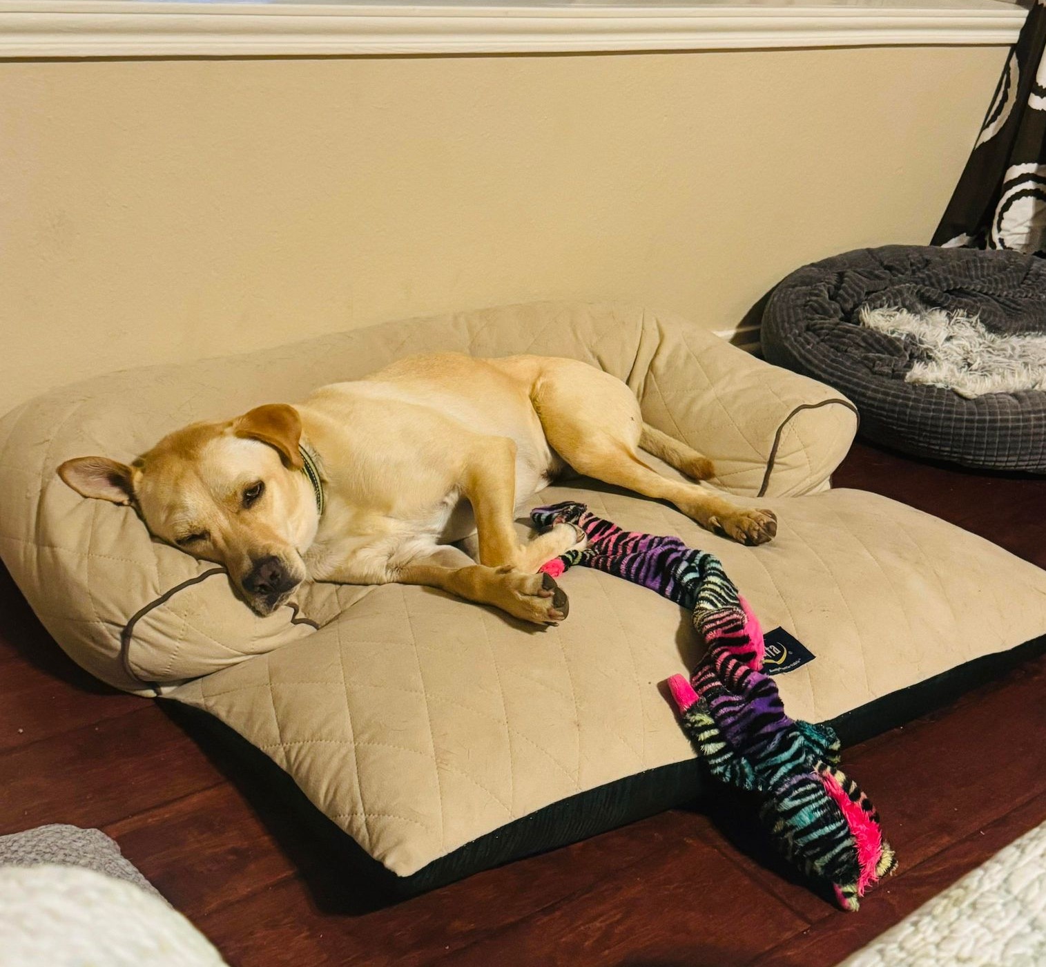 Enlarge Miracle "Hot Wheels", a Adoptable mixed breed in San Antonio, TX image 2/6