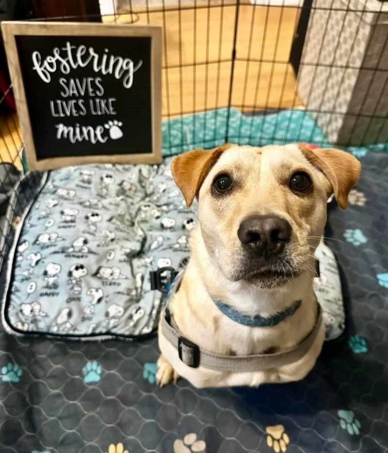 Enlarge Miracle "Hot Wheels", a Adoptable mixed breed in San Antonio, TX image 4/6