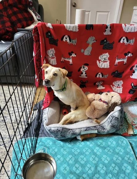 Enlarge Miracle "Hot Wheels", a Adoptable mixed breed in San Antonio, TX image 6/6