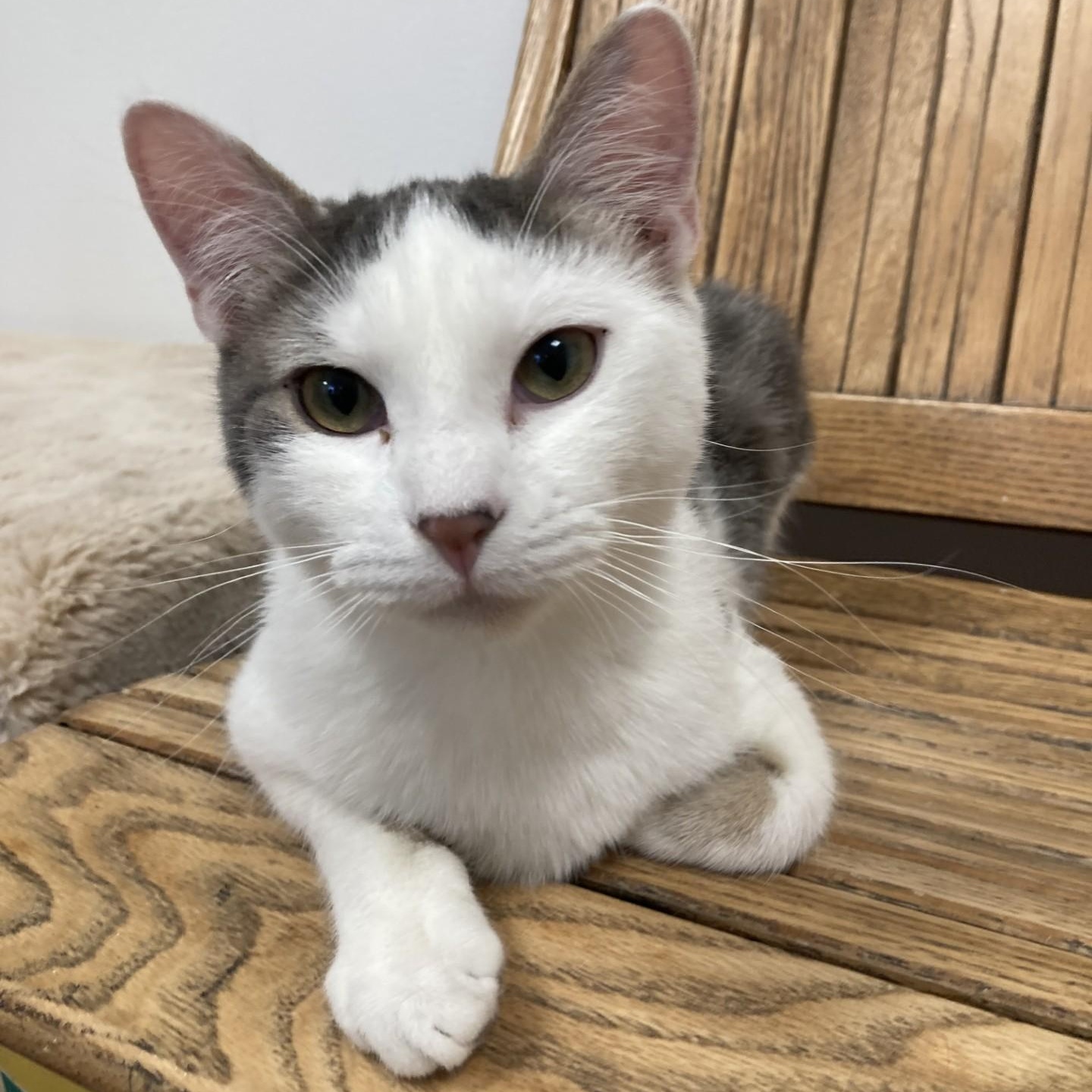 Hadalgo, adopted, Kitten Male Domestic Short Hair.