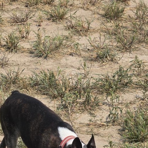 Enlarge Snorts in NE, a ADOPTABLE Boston Terrier in Elkhorn, NE image 4/6