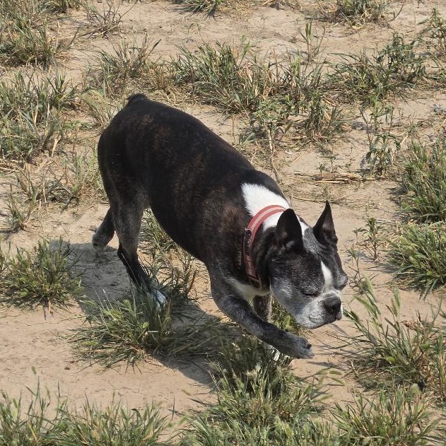Enlarge Snorts in NE, a ADOPTABLE Boston Terrier in Elkhorn, NE image 5/6