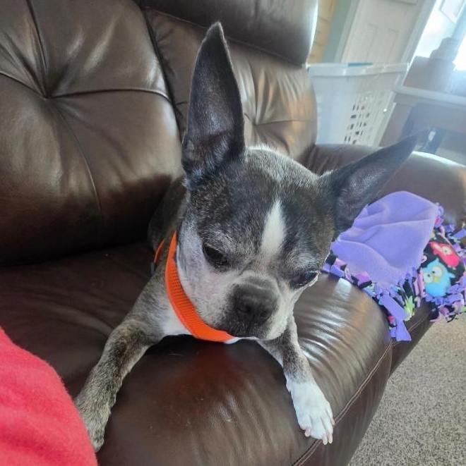 Enlarge Snorts in NE, a ADOPTABLE Boston Terrier in Elkhorn, NE image 2/6