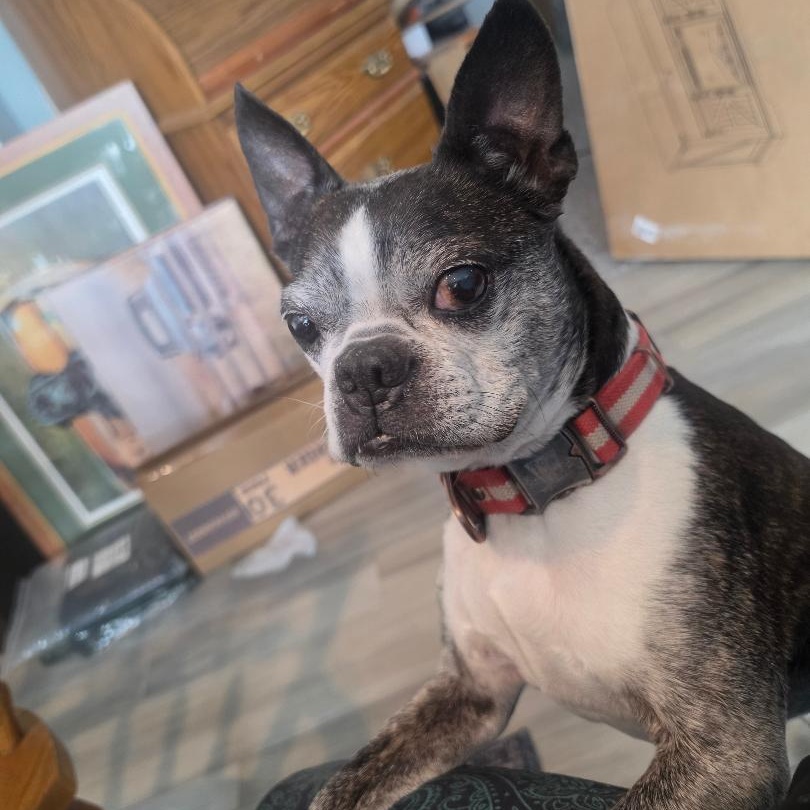 Enlarge Snorts in NE, a ADOPTABLE Boston Terrier in Elkhorn, NE image 1/6