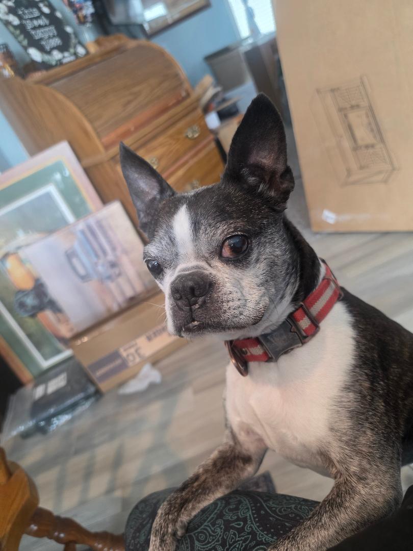 Enlarge Snorts in NE, a ADOPTABLE Boston Terrier in Elkhorn, NE image 1/6