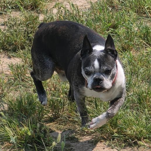 Enlarge Snorts in NE, a ADOPTABLE Boston Terrier in Elkhorn, NE image 5/6