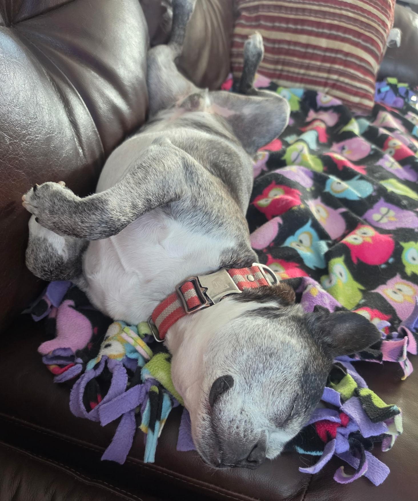 Enlarge Snorts in NE, a ADOPTABLE Boston Terrier in Elkhorn, NE image 2/6