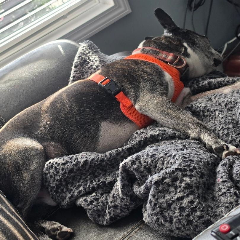 Enlarge Snorts in NE, a ADOPTABLE Boston Terrier in Elkhorn, NE image 6/6