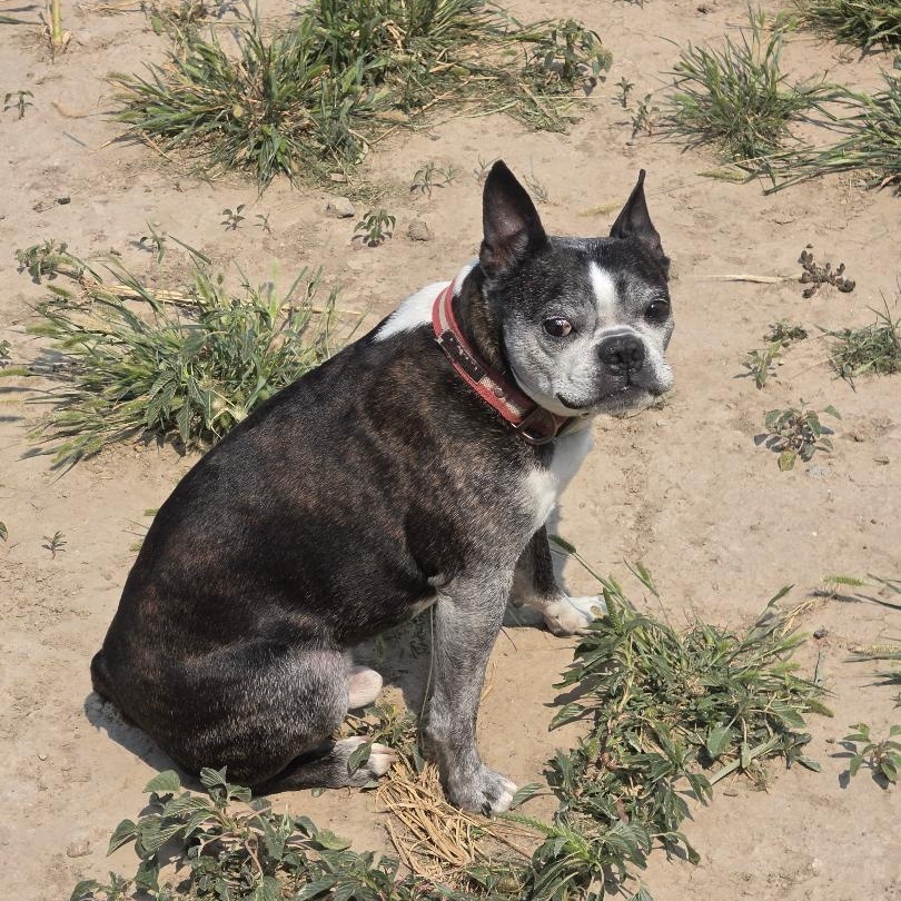 Enlarge Snorts in NE, a ADOPTABLE Boston Terrier in Elkhorn, NE image 3/6