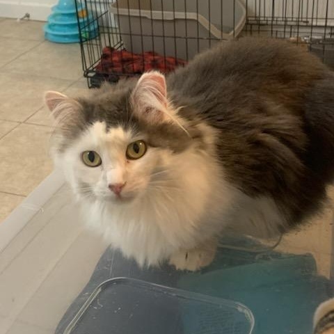 Jewell - A Shy Beauty Ready for a Fresh Start!