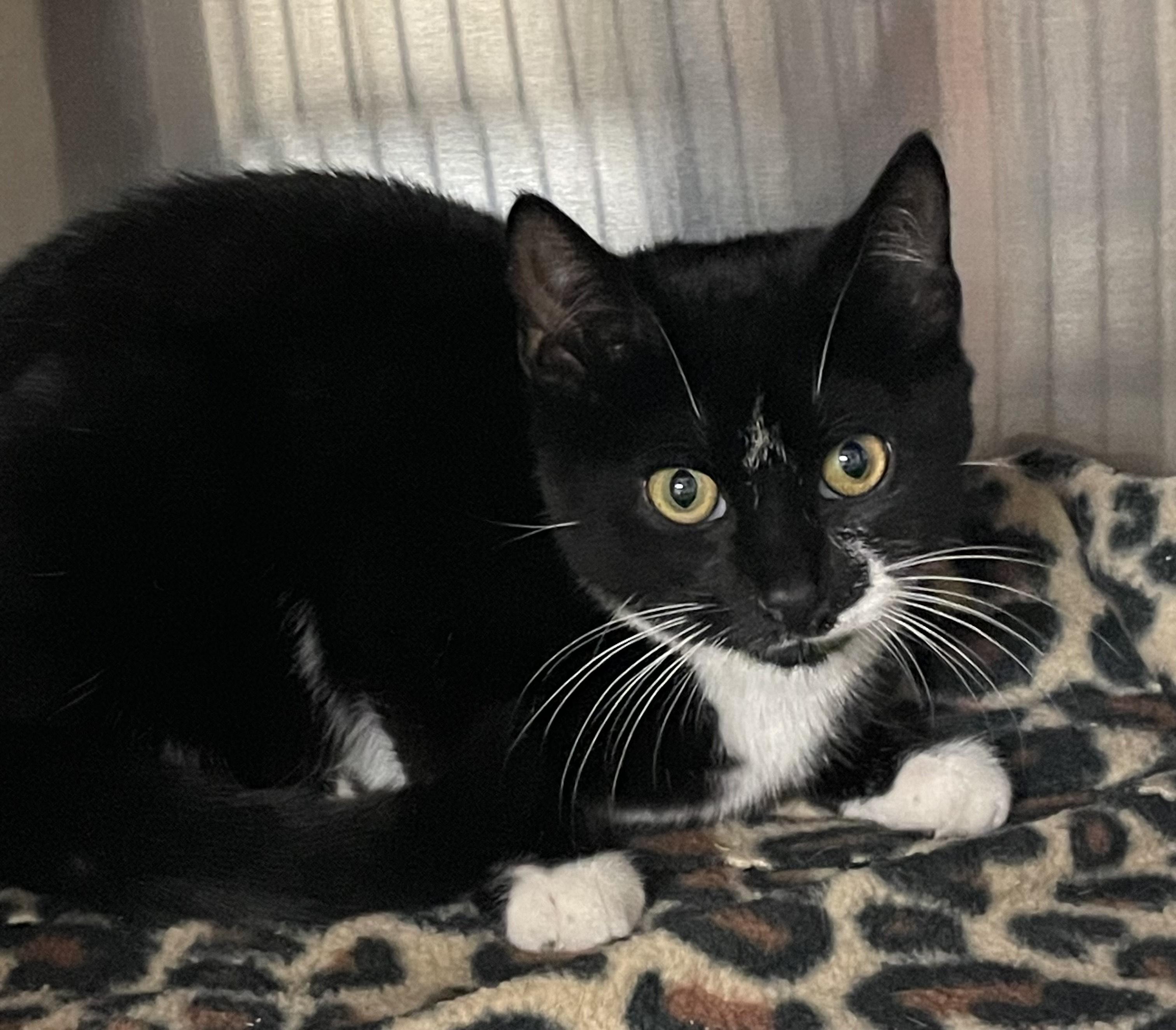 Fred, adopted, Kitten Male Tuxedo.