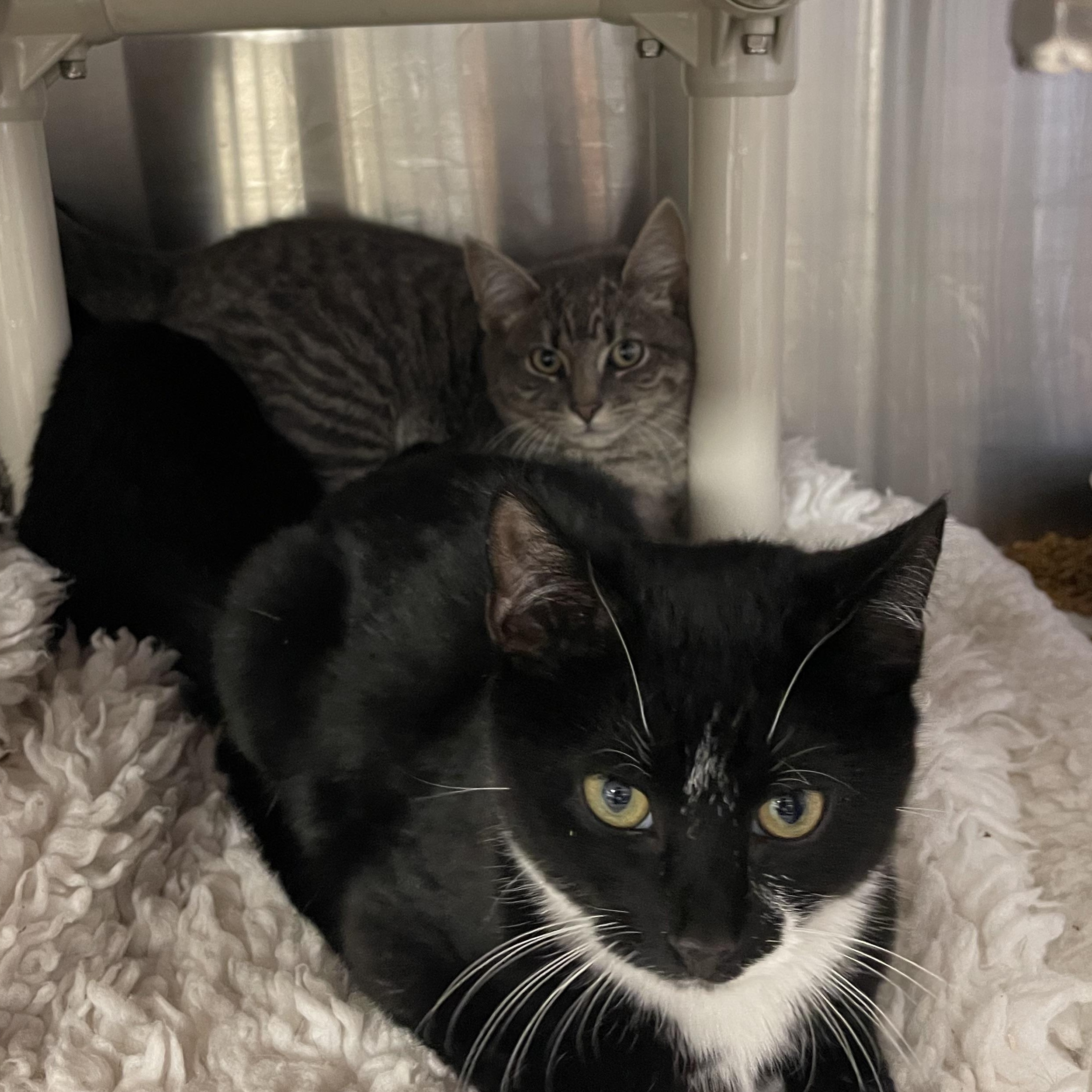 Enlarge Fred, an adopted Tuxedo in North Kingstown, RI image 3/4