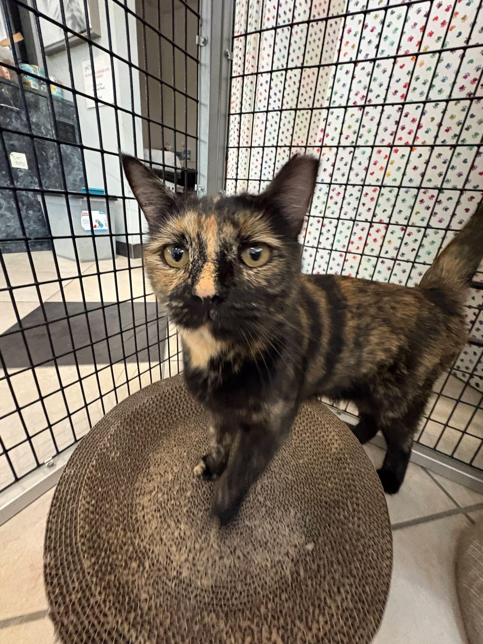 Nugget, ADOPTABLE, Adult Female Tortoiseshell.