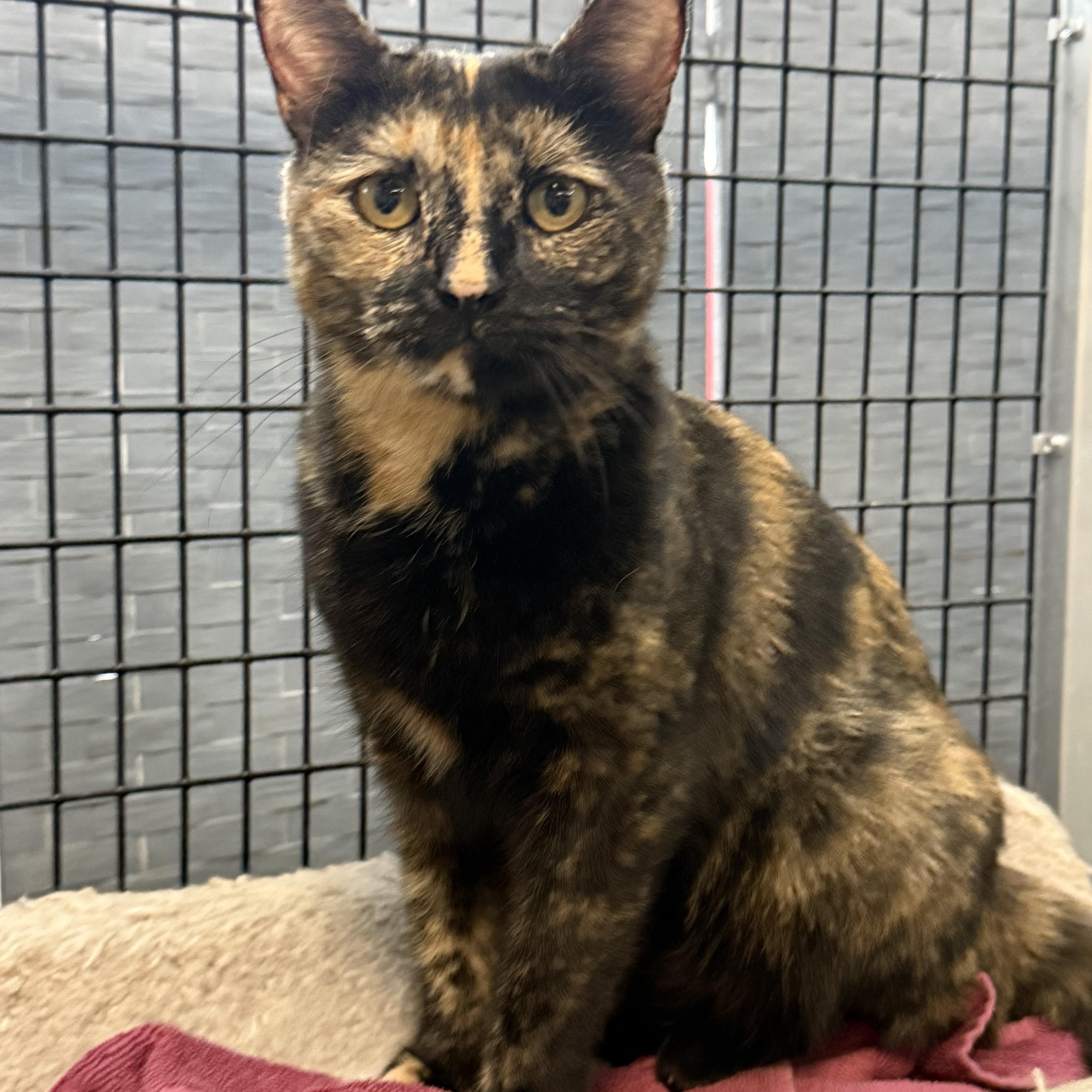 Nugget, a ADOPTABLE mixed breed in Plymouth, MA image 2/4