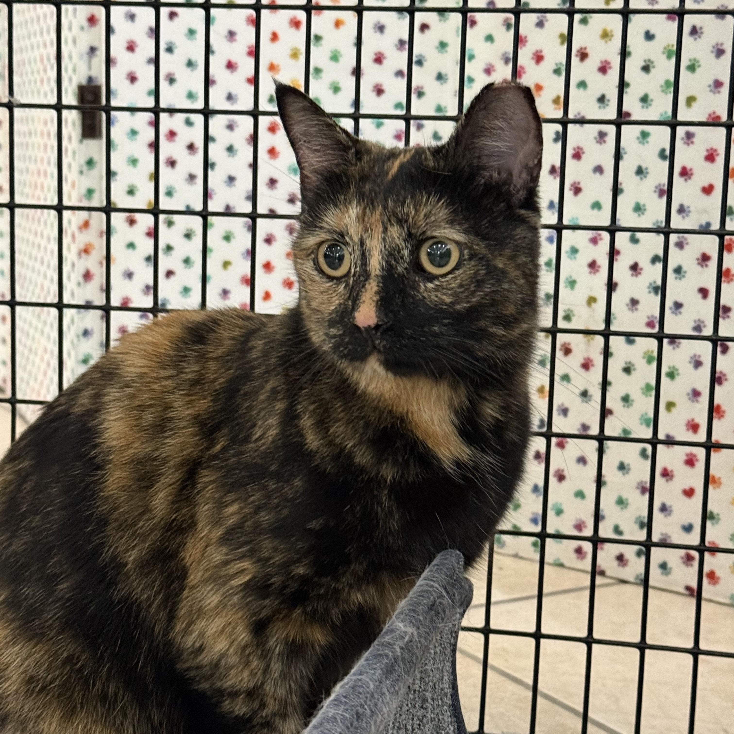 Nugget, a ADOPTABLE mixed breed in Plymouth, MA image 3/3