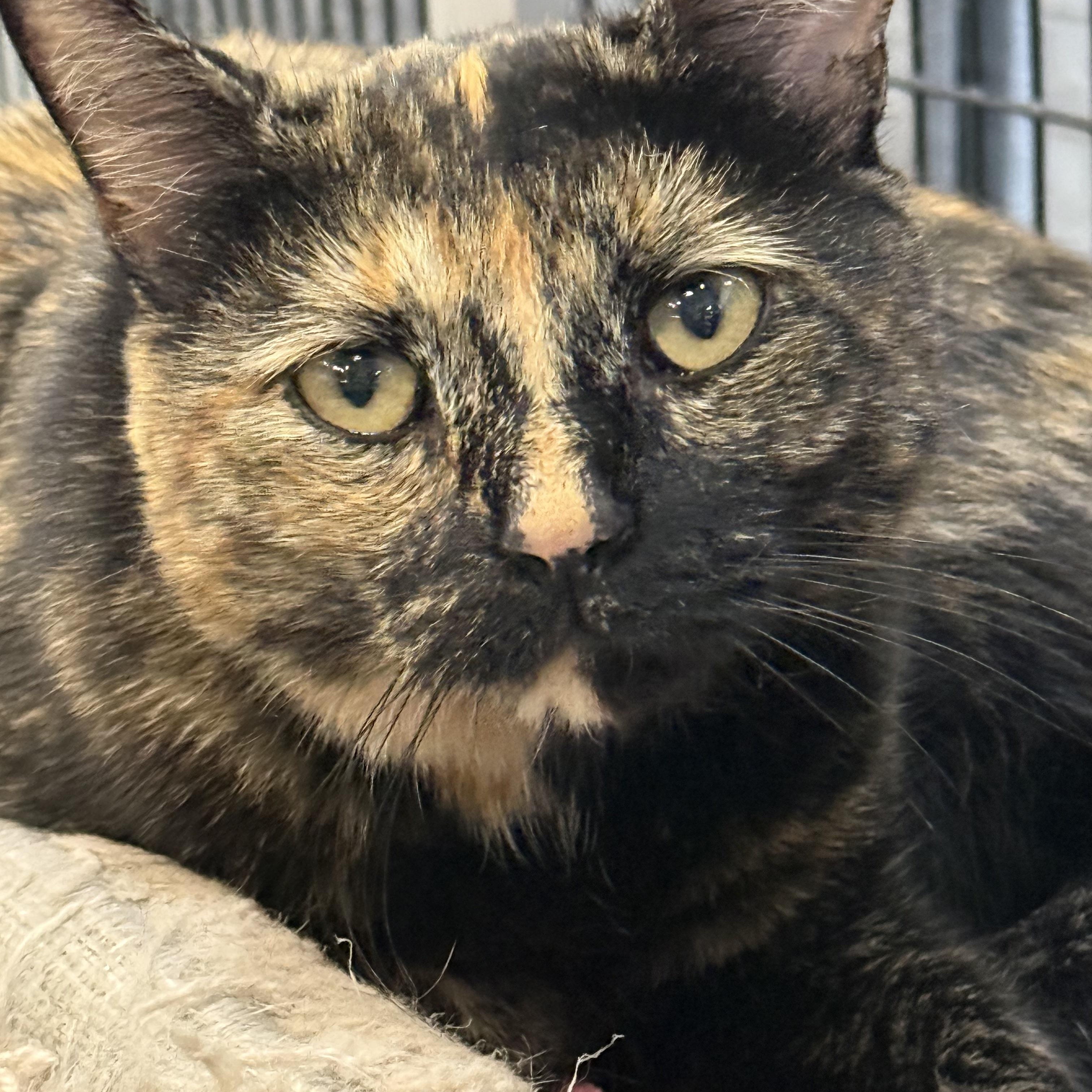 Nugget, a ADOPTABLE mixed breed in Plymouth, MA image 2/3