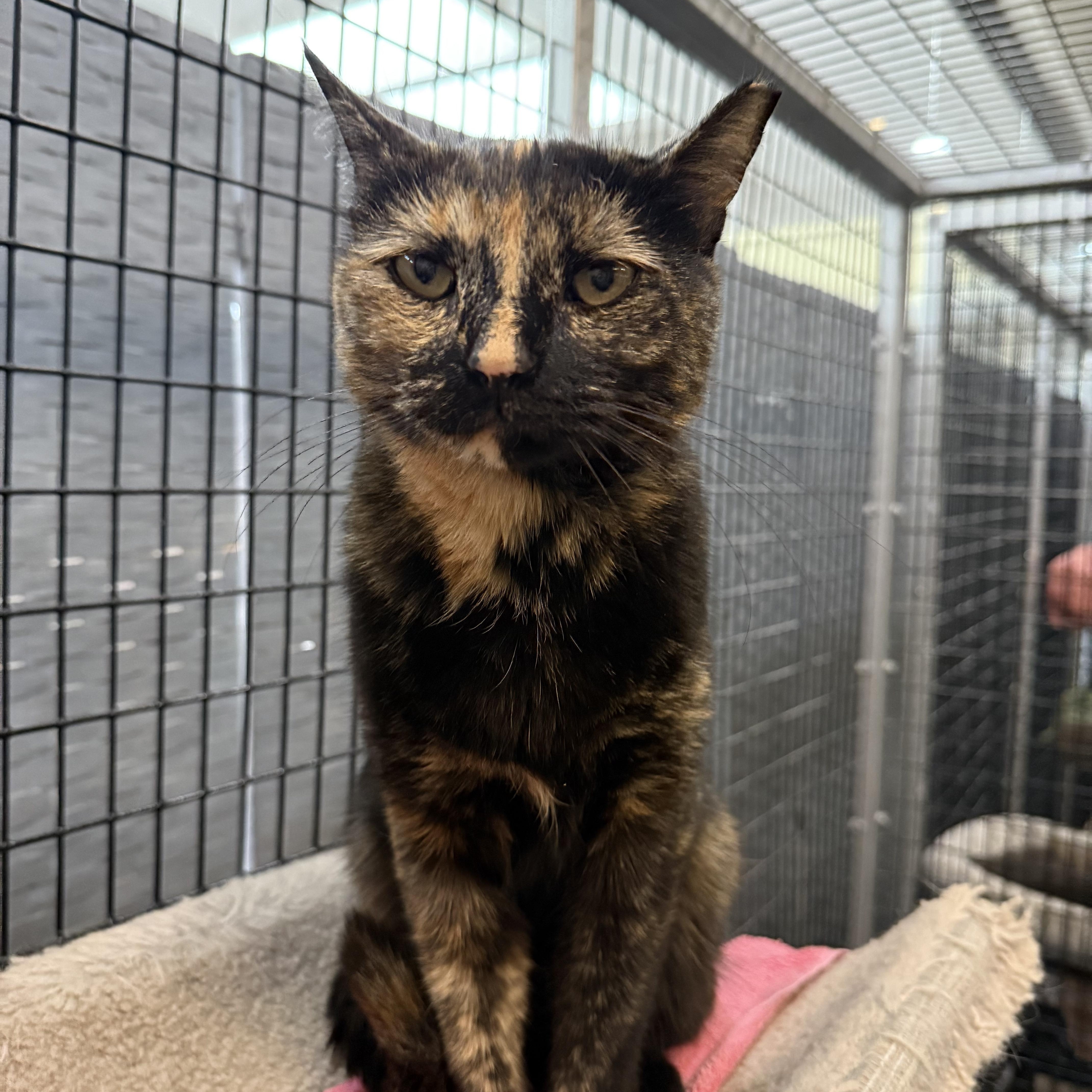 Nugget, a ADOPTABLE mixed breed in Plymouth, MA image 1/3