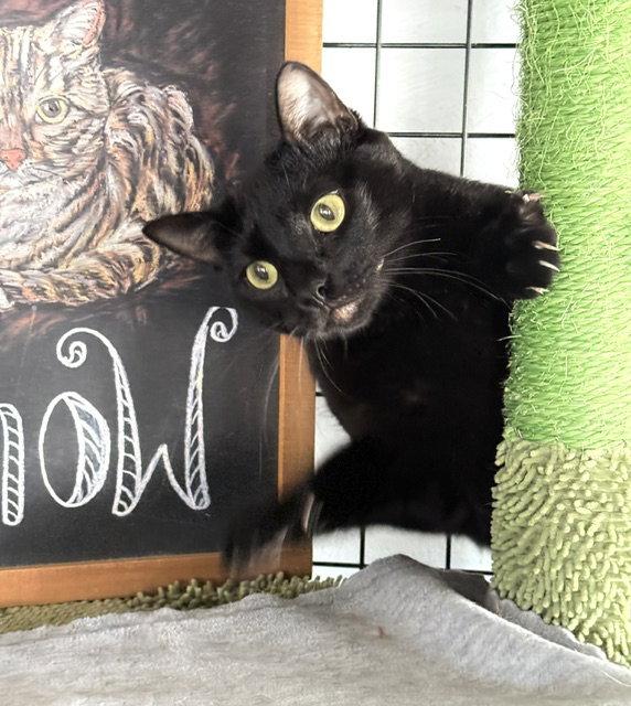 Poem - A unique Cat, a Adoptable mixed breed in San Luis Obispo, CA image 1/2