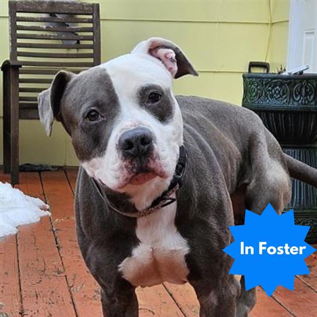 Enlarge DEXTER, a Adoptable Pit Bull Terrier in Indianapolis, IN image 1/2