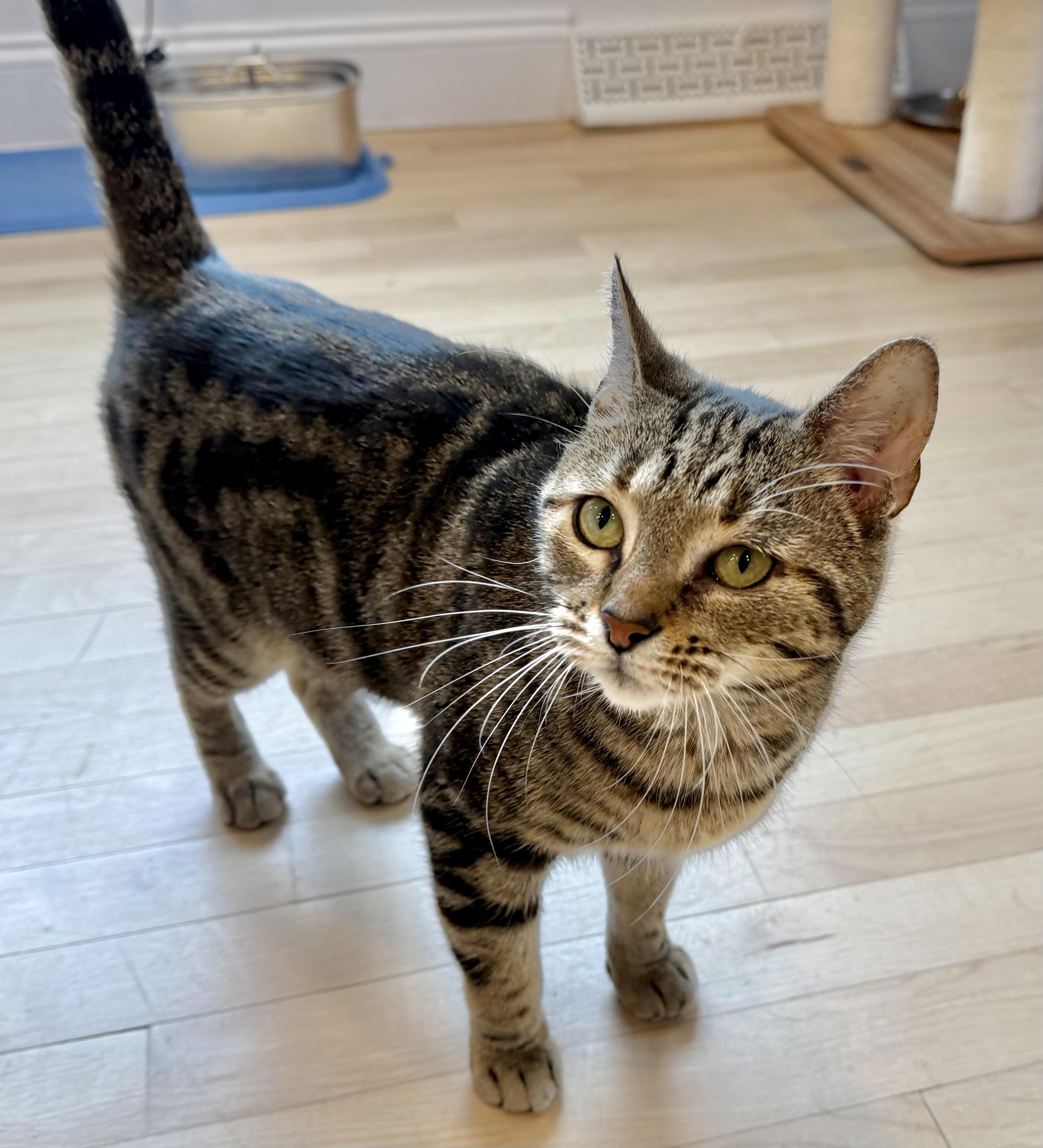 Cupcake, Adult Female Domestic Short Hair