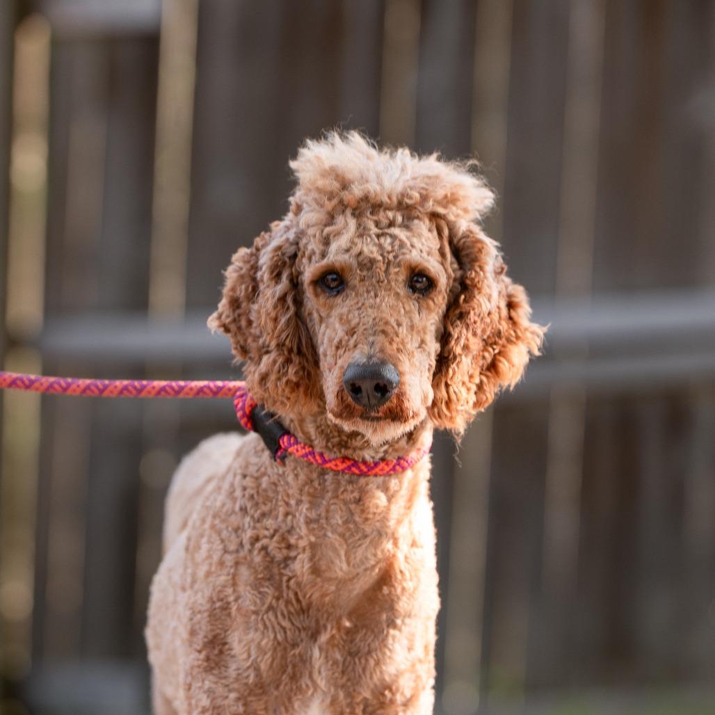 Standard Poodles for Adoption in Chadds Ford, Pennsylvania | Petfinder