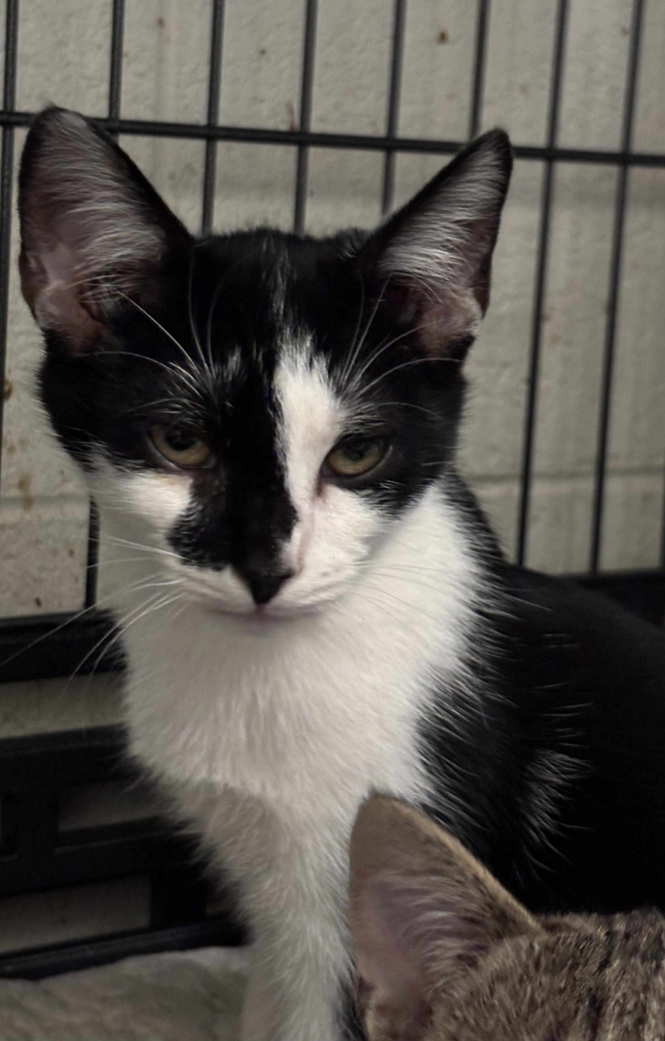 Enlarge Vinny, a Adoptable mixed breed in Bedford, VA image 1/1