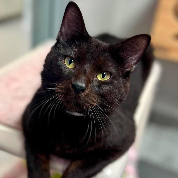 Cairo, ADOPTABLE, Adult Male Domestic Short Hair.