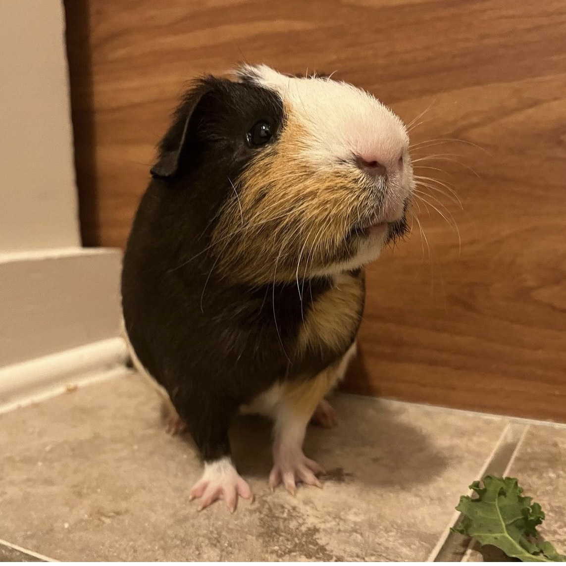 Enlarge Gordo (paired with Rusty), a Adopted Short-Haired in Hendersonville, NC image 3/5