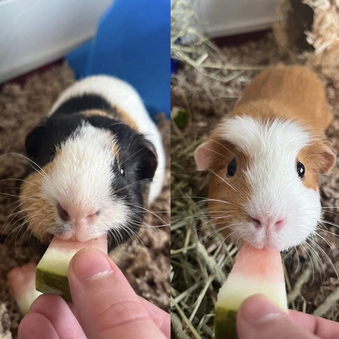 Enlarge Gordo (paired with Rusty), a Adopted Short-Haired in Hendersonville, NC image 2/5