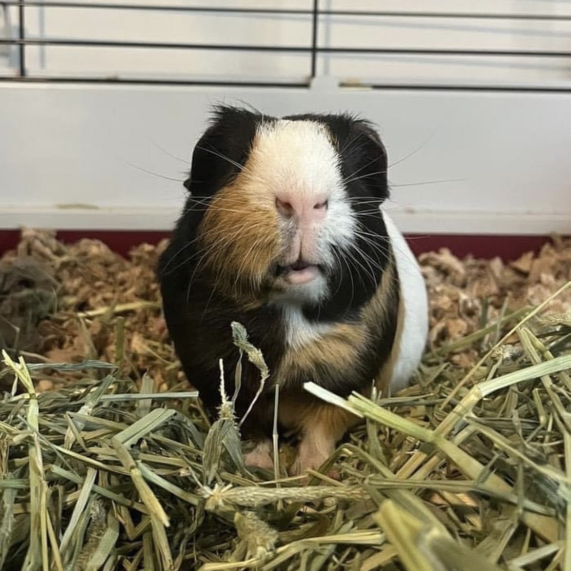 Enlarge Gordo (paired with Rusty), a Adopted Short-Haired in Hendersonville, NC image 1/5