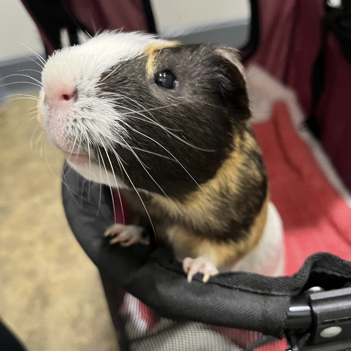 Enlarge Gordo (paired with Rusty), a Adopted Short-Haired in Hendersonville, NC image 4/5