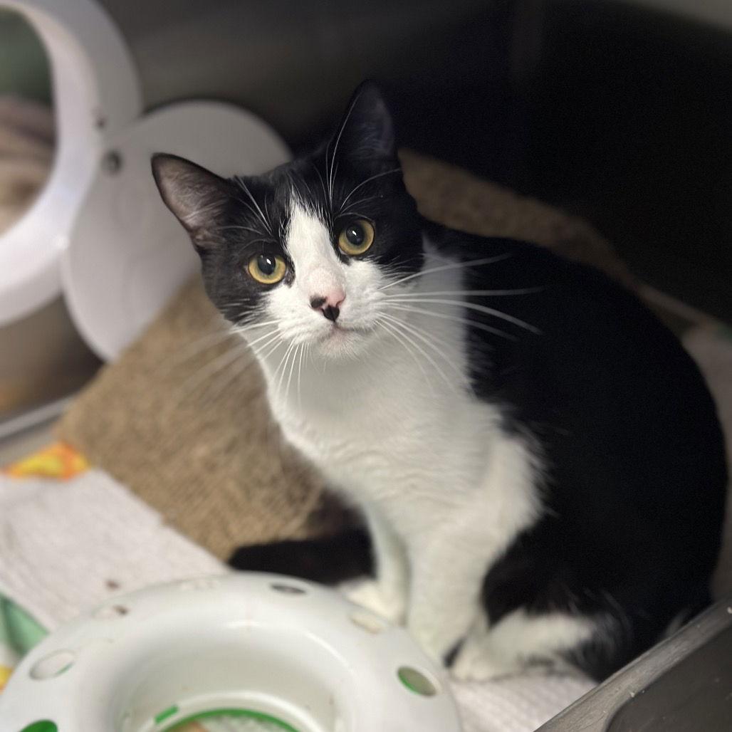 Enlarge Baqura, a Adoptable Domestic Short Hair in Rohnert Park, CA image 1/1