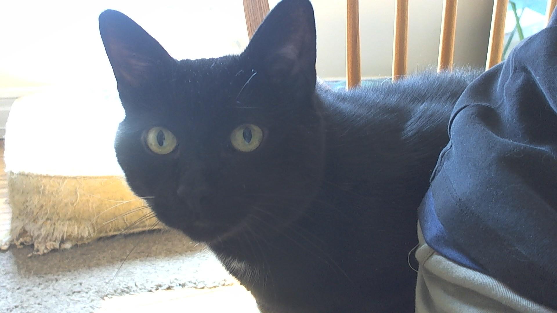 Bernie, Adoptable, Adult Male Domestic Short Hair.