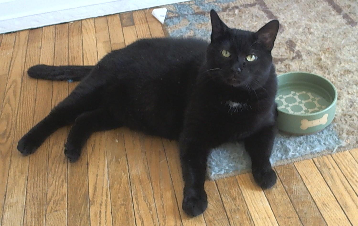 Enlarge Bernie, a Adoptable Domestic Short Hair in Rochester, NY image 2/4