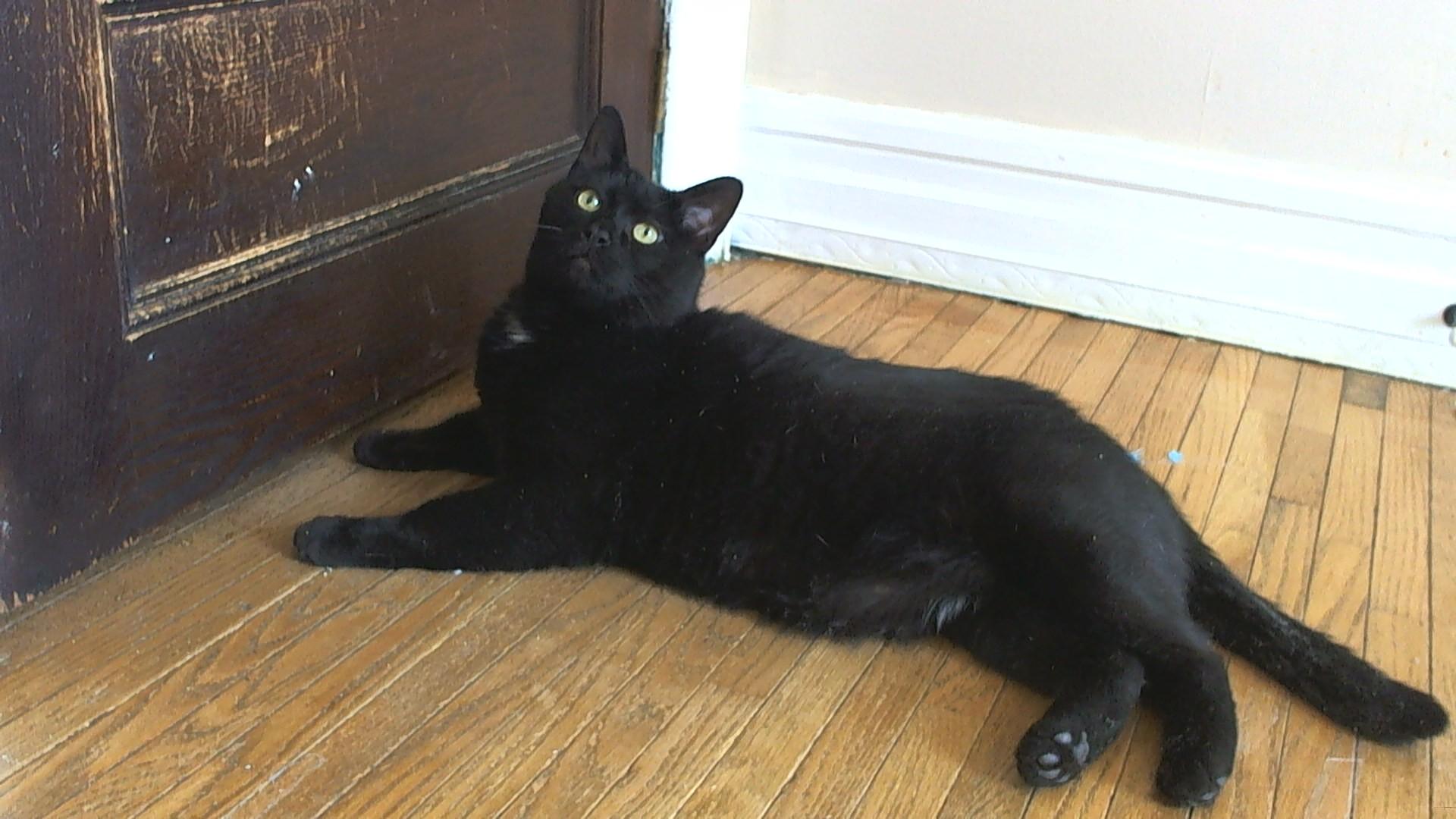 Enlarge Bernie, a Adoptable Domestic Short Hair in Rochester, NY image 3/4