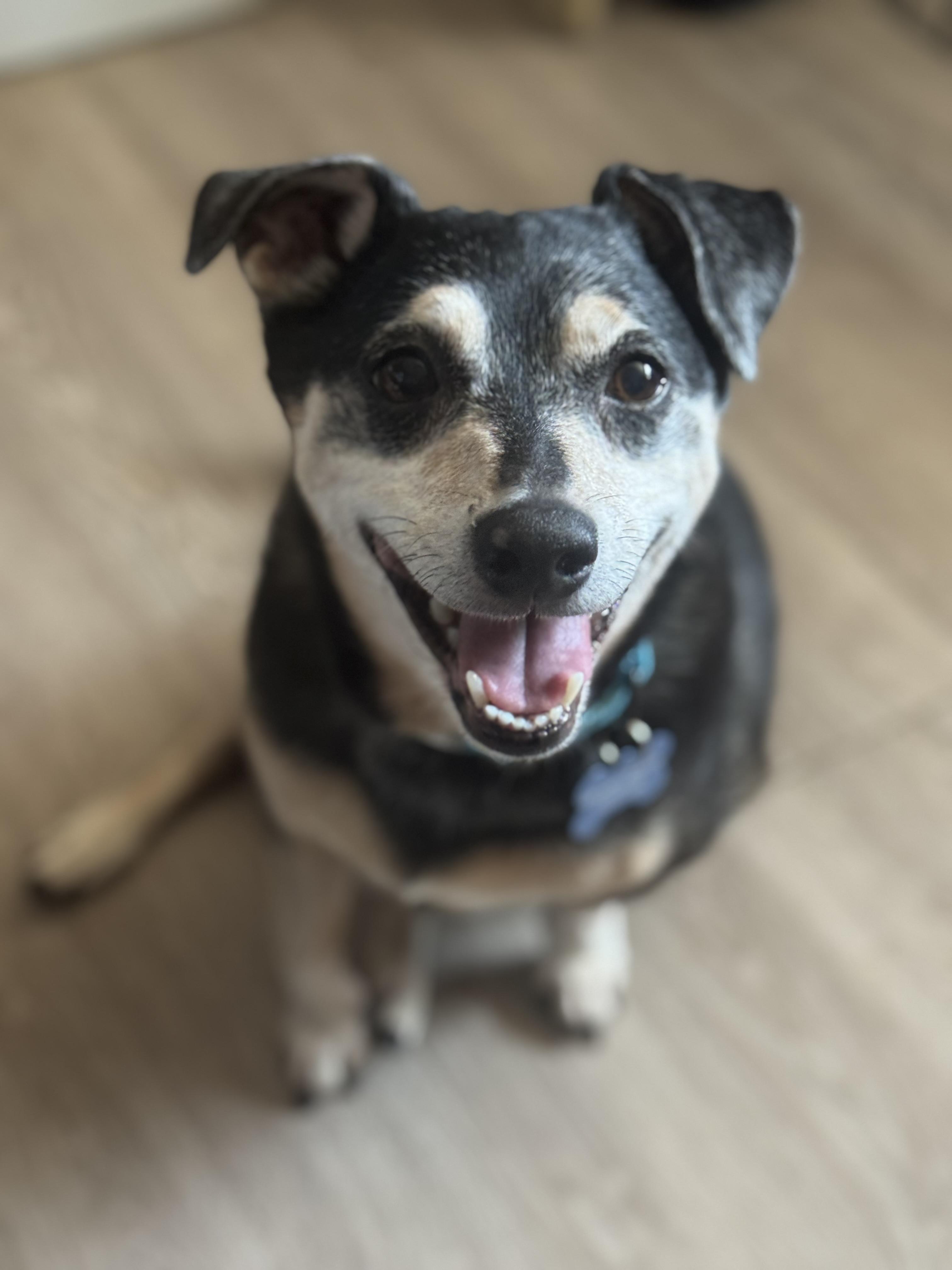 Walter, ADOPTABLE, Senior Male Mixed Breed.