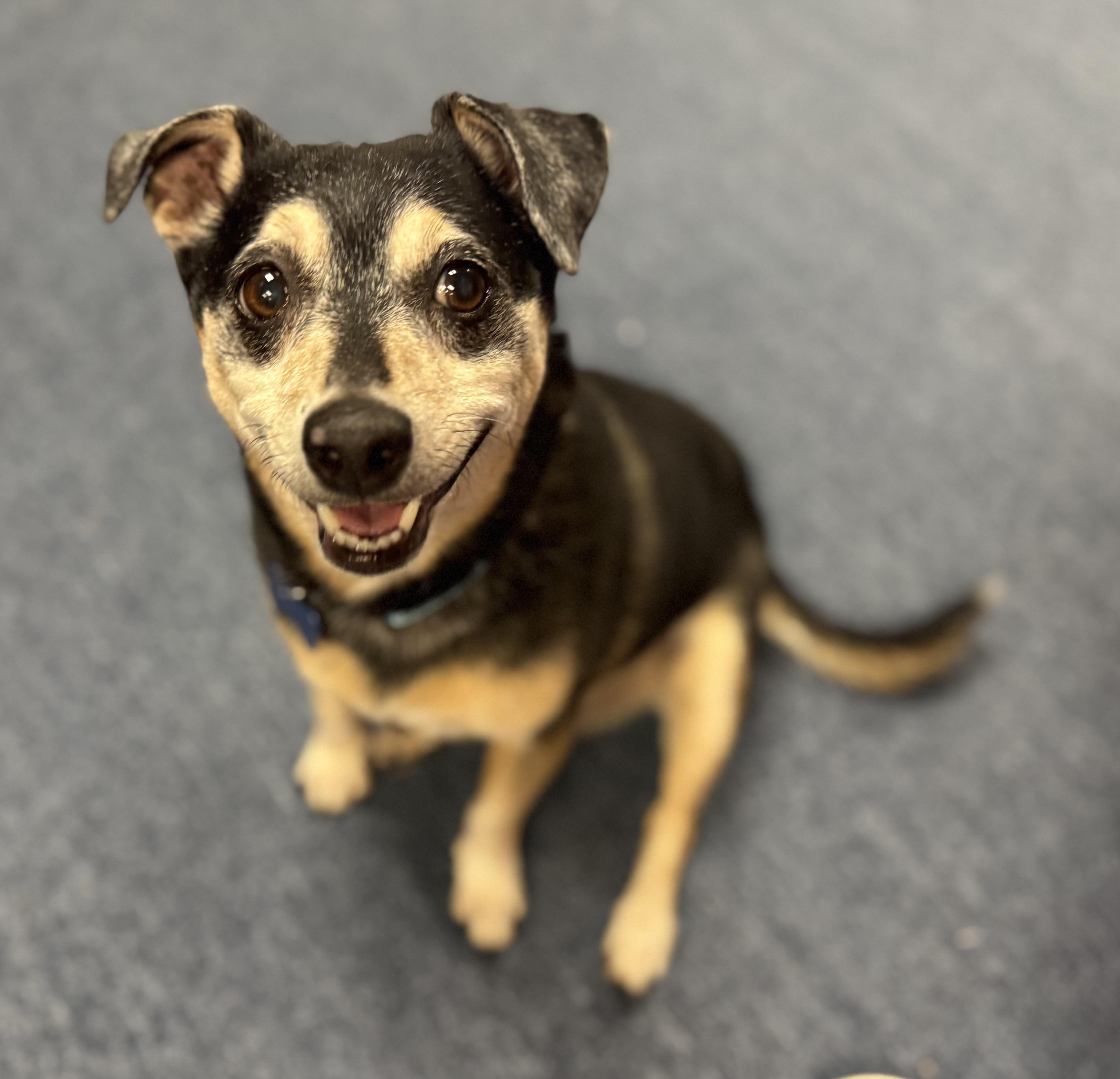 Enlarge Walter, a ADOPTABLE mixed breed in Grosse Pointe Park, MI image 2/4