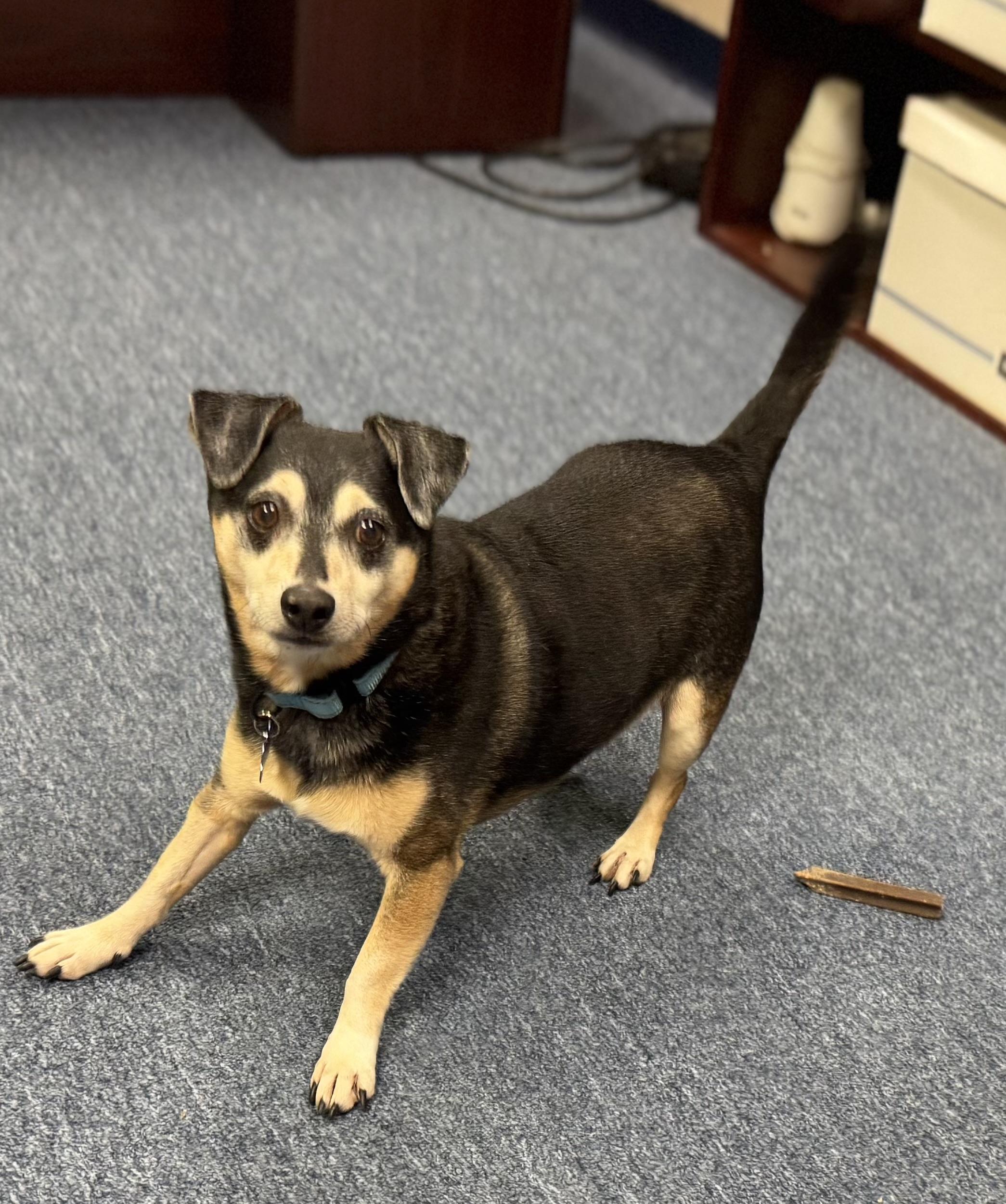 Enlarge Walter, a ADOPTABLE mixed breed in Grosse Pointe Park, MI image 3/4