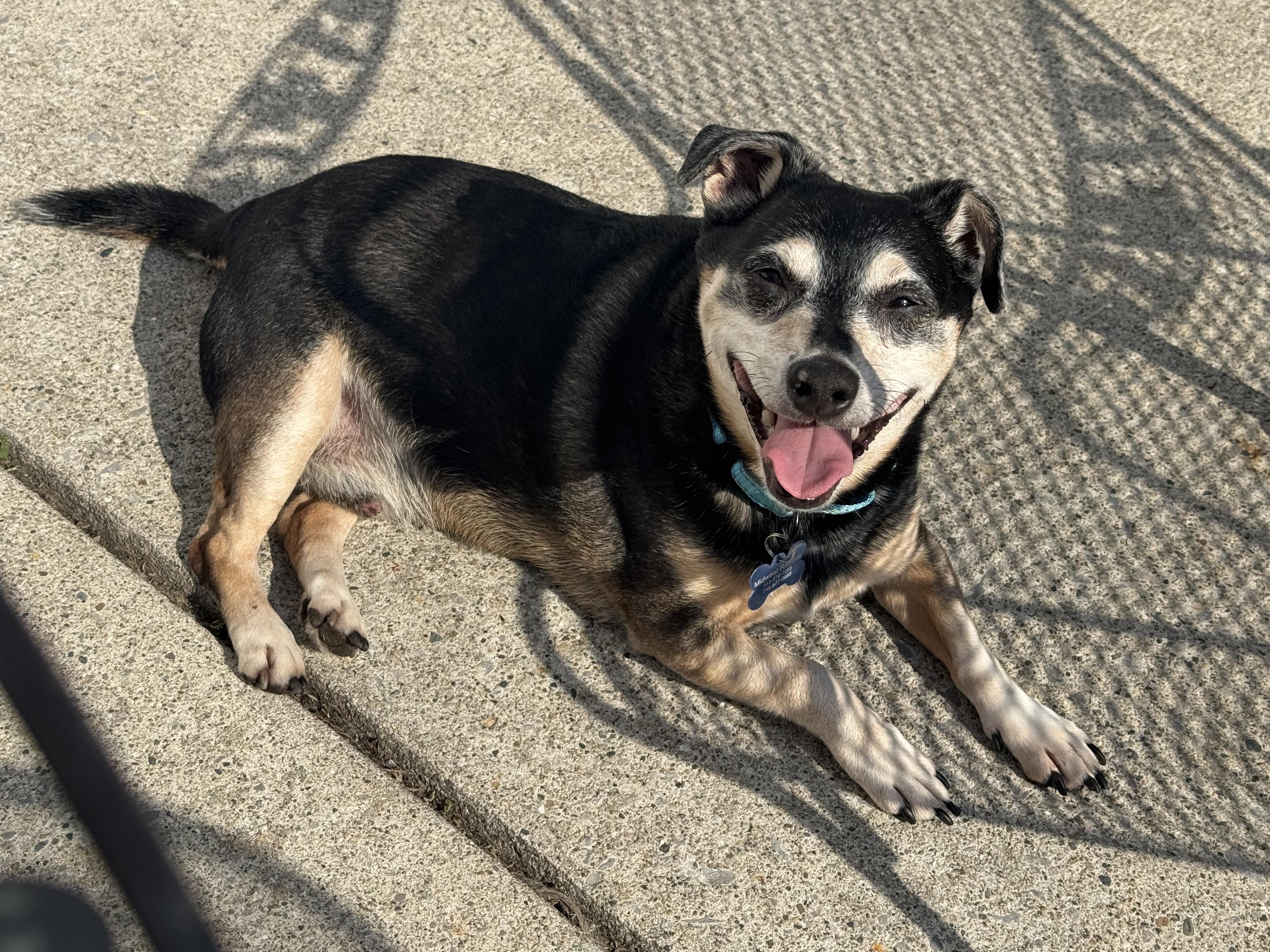 Enlarge Walter, a ADOPTABLE mixed breed in Grosse Pointe Park, MI image 4/4