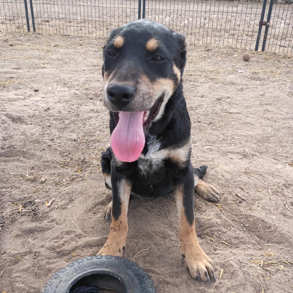 Babe, Adoptable, Young Female Cattle Dog & Labrador Retriever.