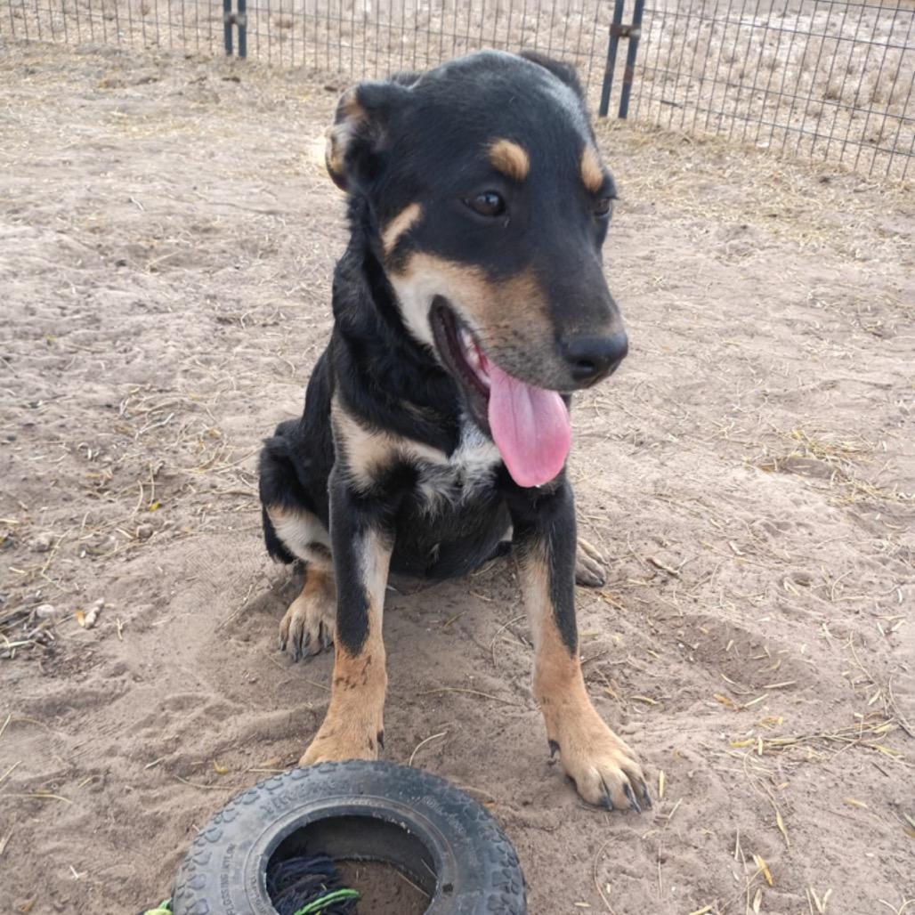 Enlarge Babe, a Adoptable mixed breed in Oceanside, NY image 2/6
