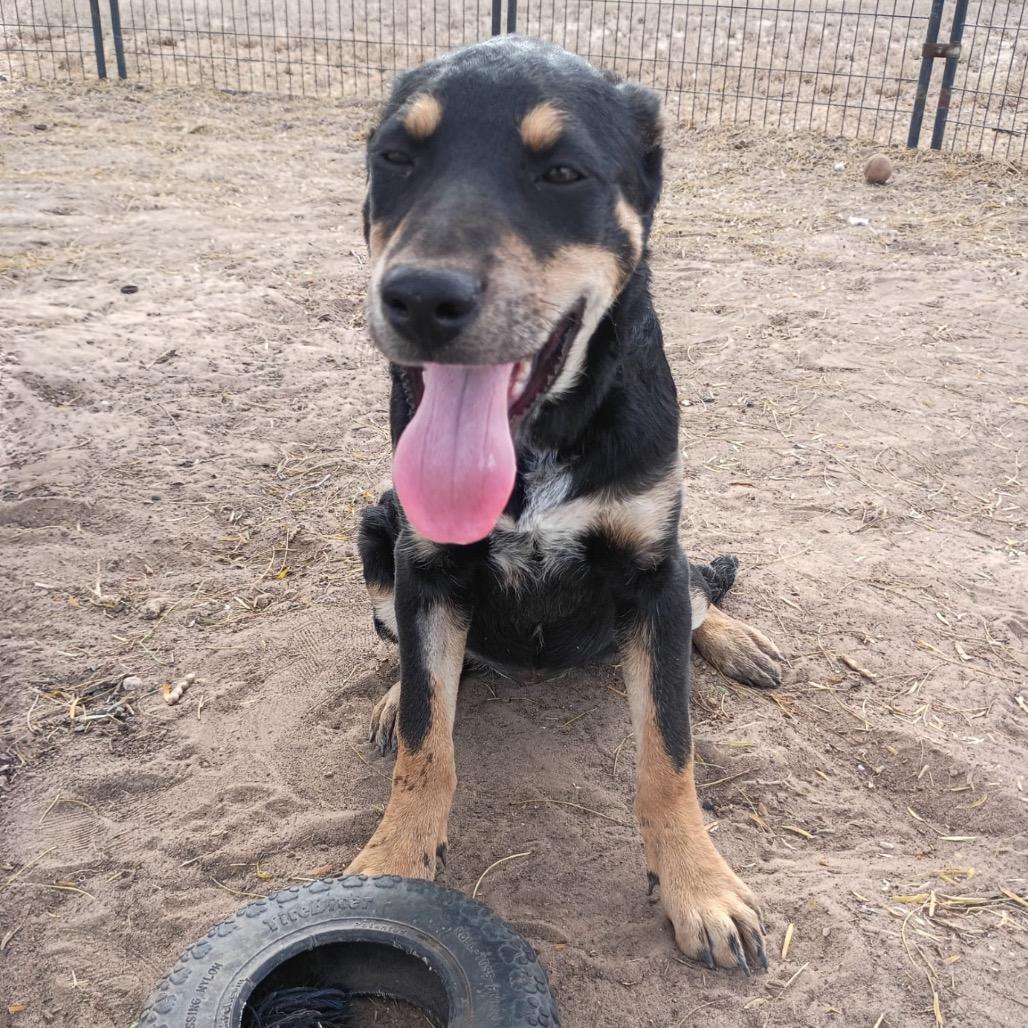 Enlarge Babe, a Adoptable mixed breed in Oceanside, NY image 3/6
