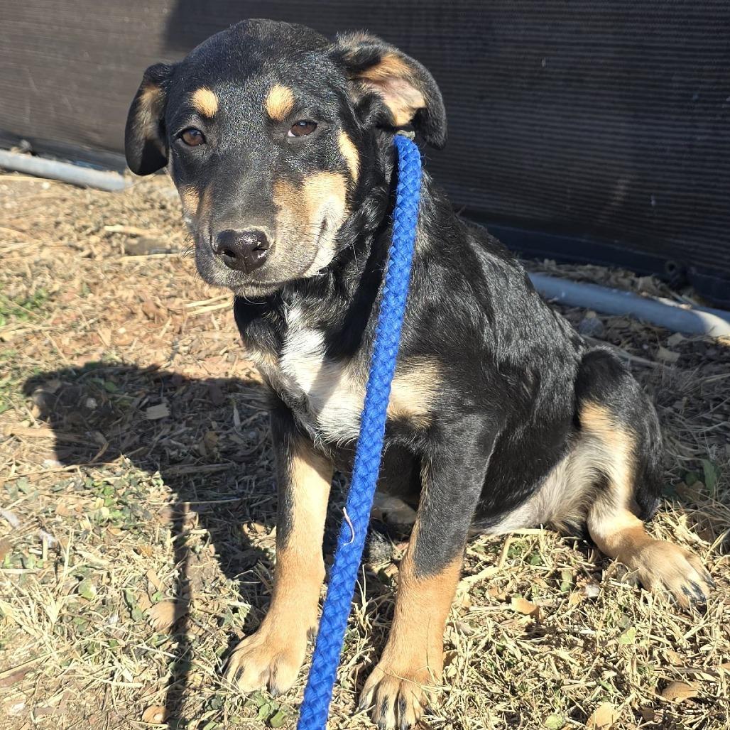 Enlarge Babe, a Adoptable mixed breed in Oceanside, NY image 4/6