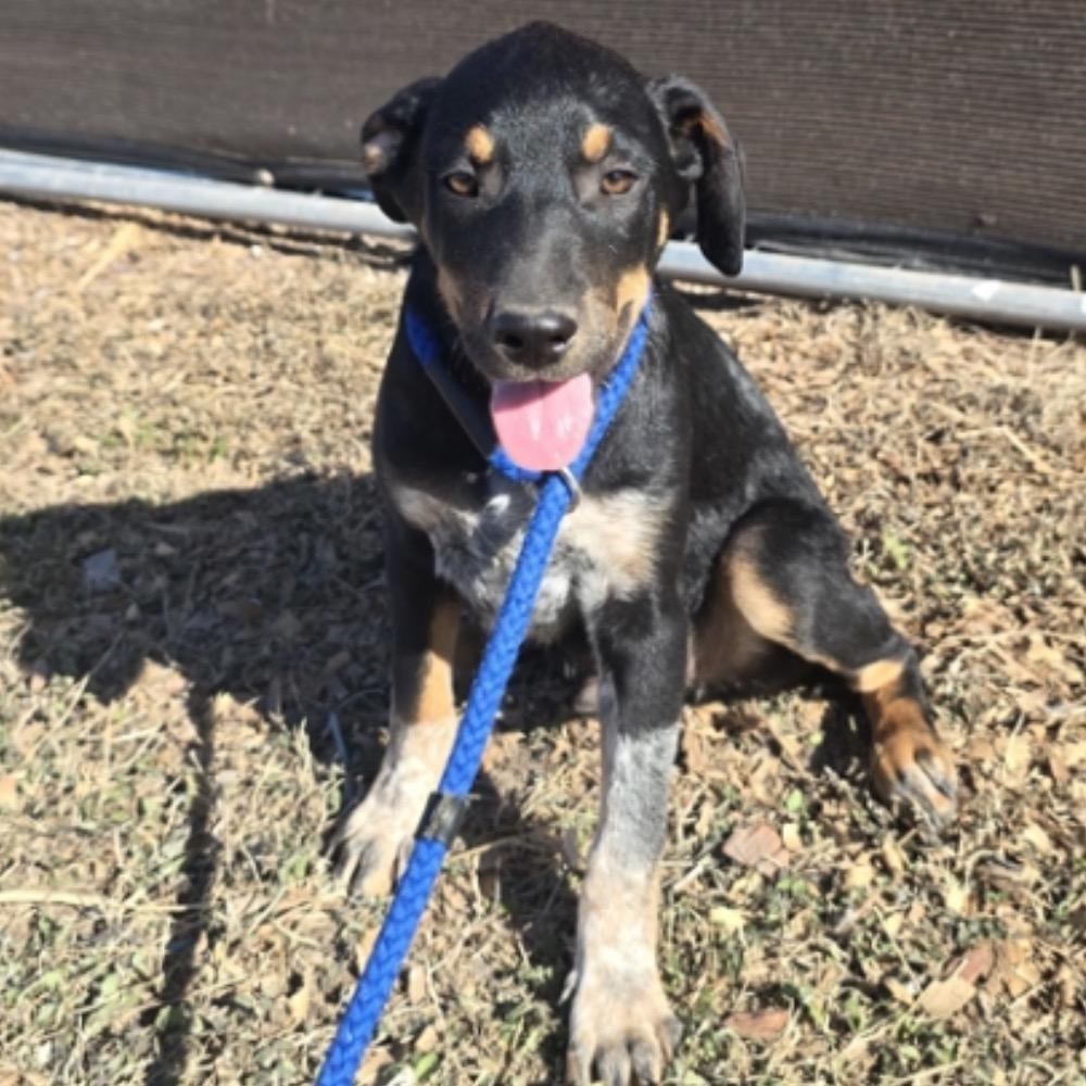 Enlarge Babe, a Adoptable mixed breed in Oceanside, NY image 5/6