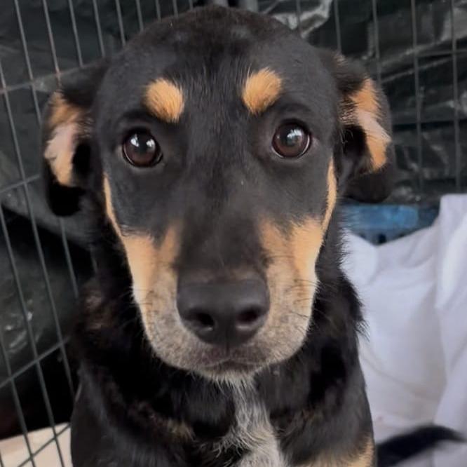 Enlarge Babe, a Adoptable mixed breed in Oceanside, NY image 6/6