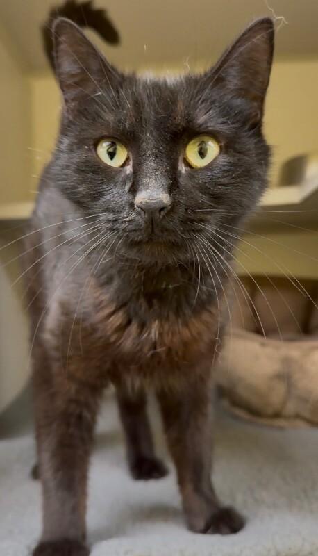 Enlarge Q-Tip, a Adoptable mixed breed in Osseo, MI image 1/1