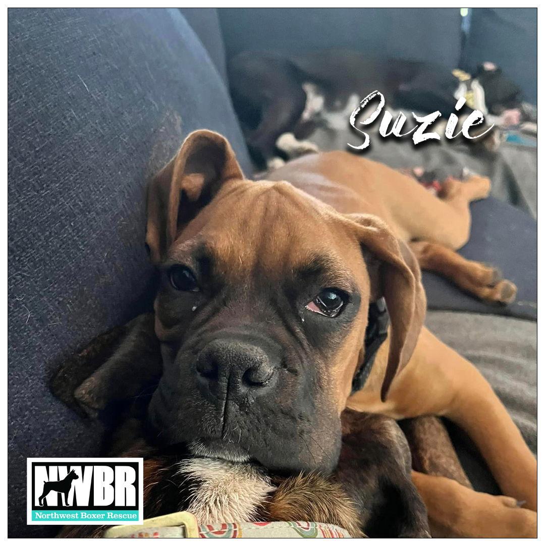 Enlarge Suzie, a Adopted Boxer in McMinnville, OR image 2/3