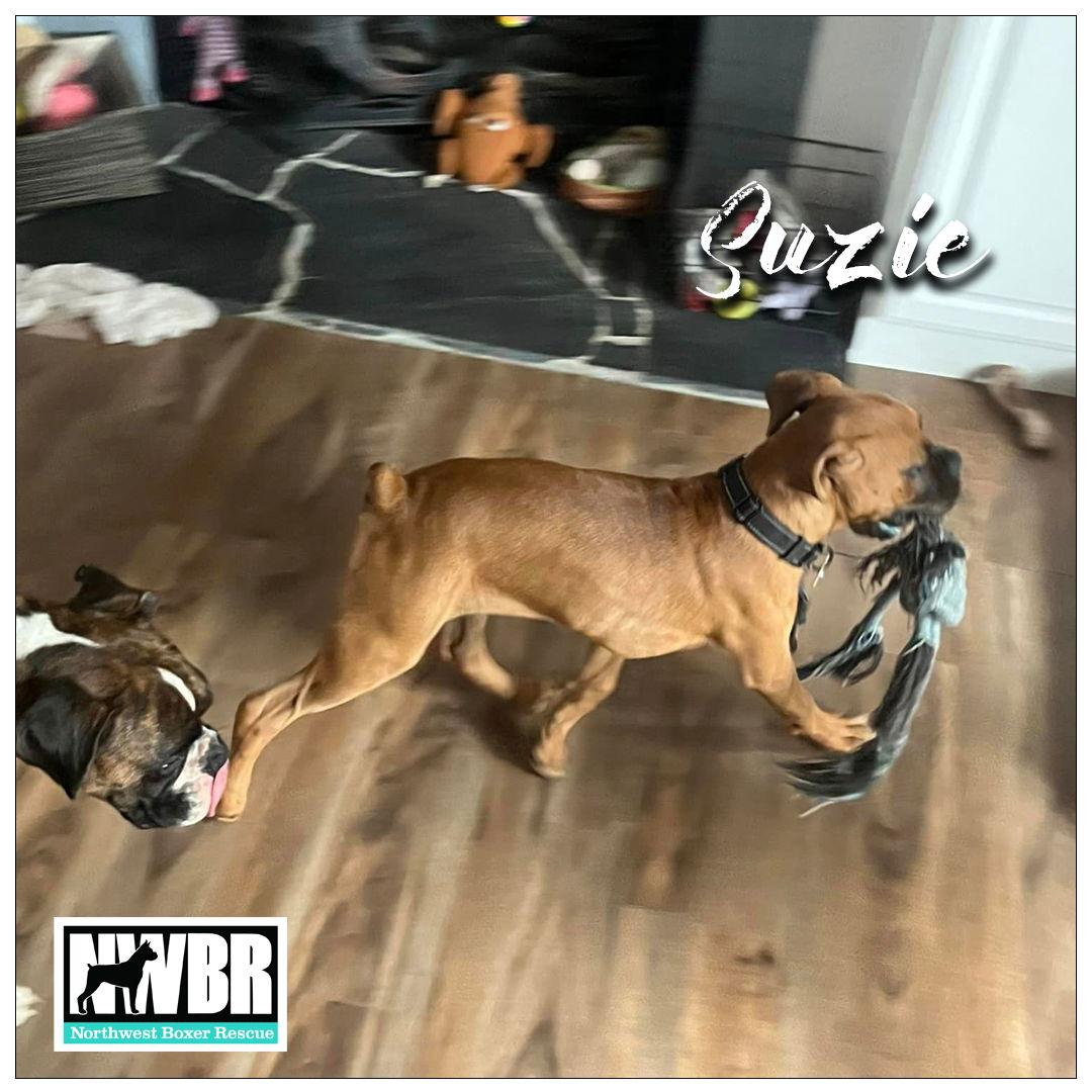 Enlarge Suzie, a Adopted Boxer in McMinnville, OR image 3/3